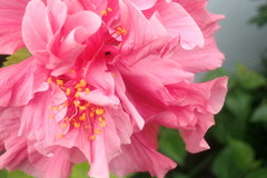 Hibiscus rosa-sinensis