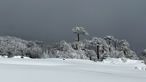 Monkey-puzzle (Araucaria araucana)