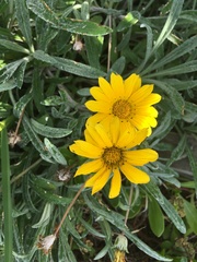 Gazania × splendens