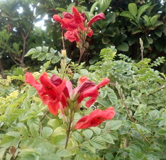 Tecomaria capensis