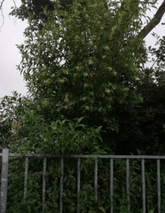 Cestrum laevigatum