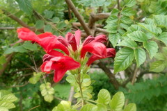 Tecomaria capensis