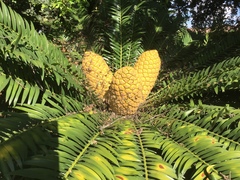 Encephalartos