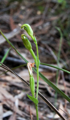 Pterostylis parviflora