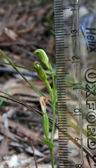 Pterostylis parviflora