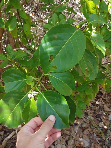 Pisonia subcordata, photograph 2