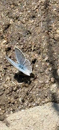 iNaturalist observation photo of Boisduval's Blue