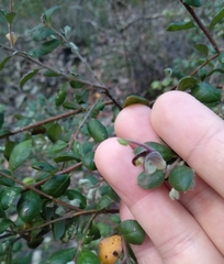 Grevillea mucronulata