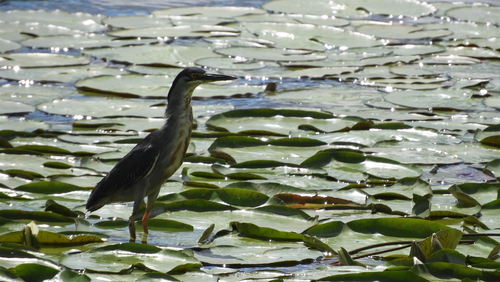 Striated Heron