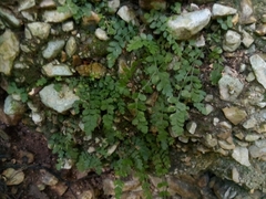 Asplenium dentatum