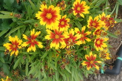 Asteraceae
