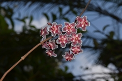Hoya pubicalyx