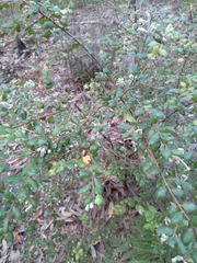 Grevillea mucronulata