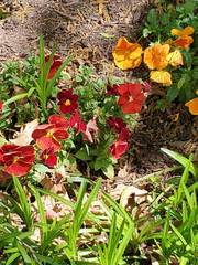 Viola × wittrockiana