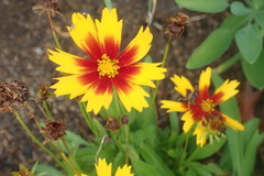 Asteraceae