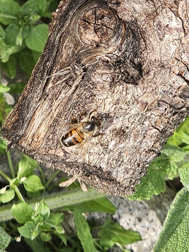 Western Honey Bee
