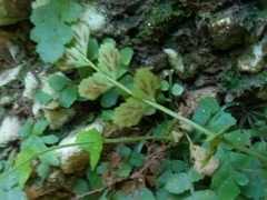 Asplenium dentatum