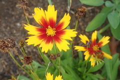 Asteraceae