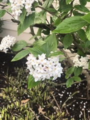 Viburnum × burkwoodii