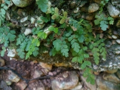 Asplenium dentatum