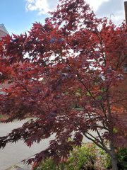 Acer palmatum