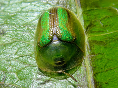 Cassida vittata