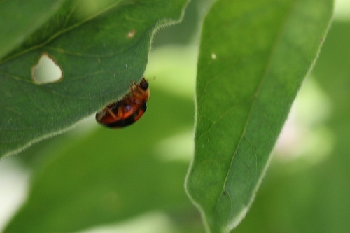 Asiatischer Marienkäfer