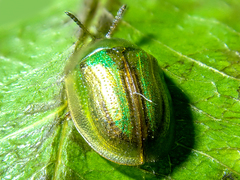 Cassida vittata