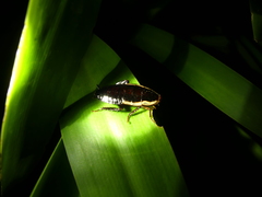 Drymaplaneta communis