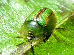 Cassida vittata