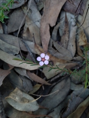 Euryomyrtus ramosissima ramosissima
