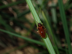 Dyakinodes centralis