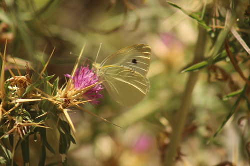 Small White