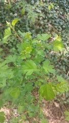 Crataegus marshallii