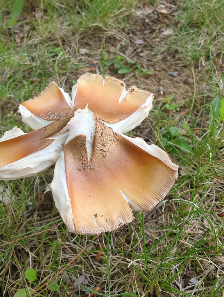 Orange Grisette · June 2026 · photo: Photo: (c) Robert M Hallock, some rights reserved (CC BY) · iNaturalist