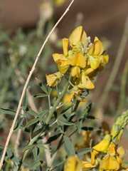 Crotalaria argyraea