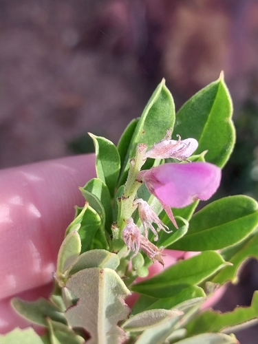 Indigofera cytisoides, photograph 6
