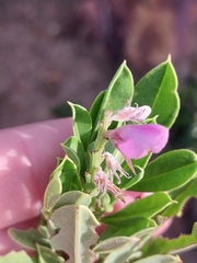 Indigofera cytisoides, photograph (c) De Waal Hugo, some rights reserved (CC BY)