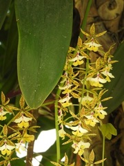 Epidendrum stamfordianum