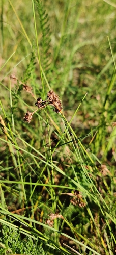 Luzula campestris, photograph 1
