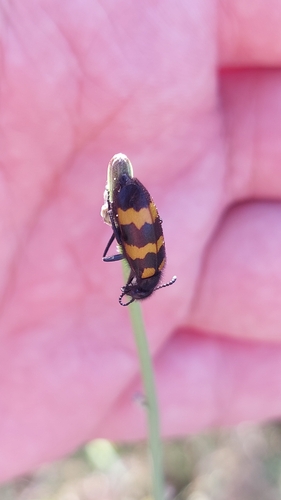 Mylabris variabilis