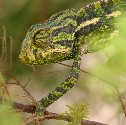 Common Chameleon