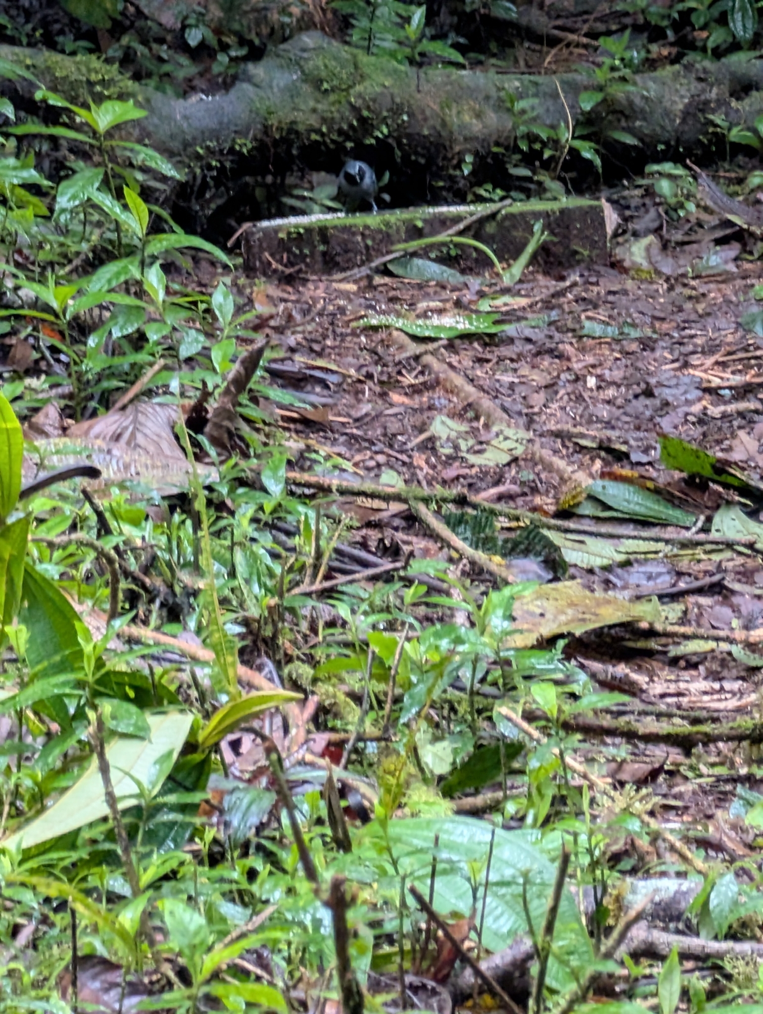 Black-faced Antbird (Myrmoborus myotherinus), photo 1