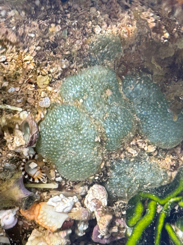 Dictyosphaeria versluysii observed 2026-06-18