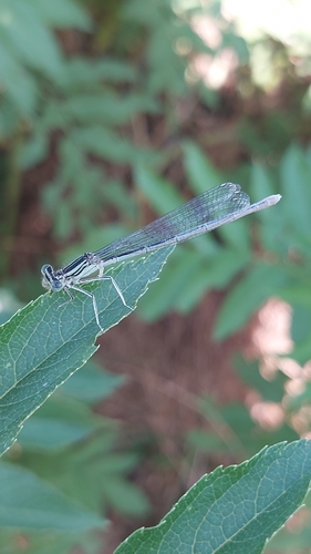 Blue Featherleg