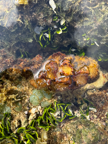 Turbinaria ornata observed 2026-06-18