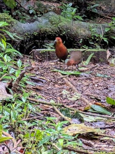 Chestnut-headed Crake (Anurolimnas castaneiceps), photo 3