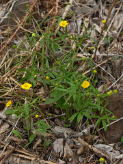 Ranunculus monophyllus