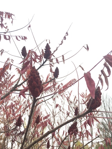 staghorn sumac