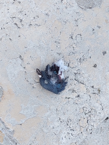 Feral Pigeon
